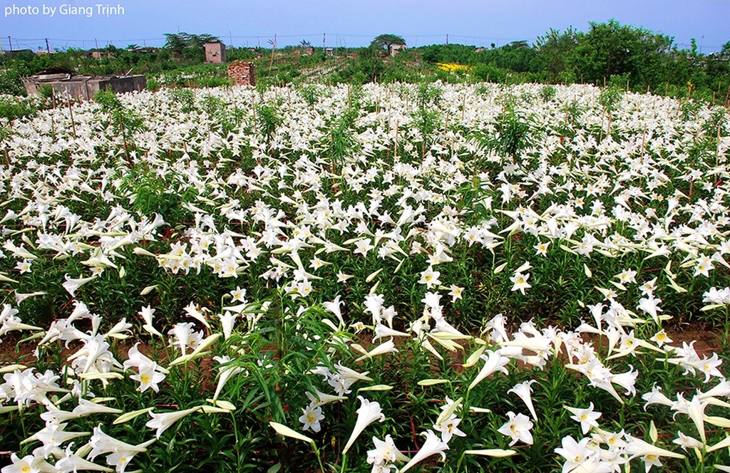The florished flowers_Hanoi Spring Photo_Photo by Giang Trinh
