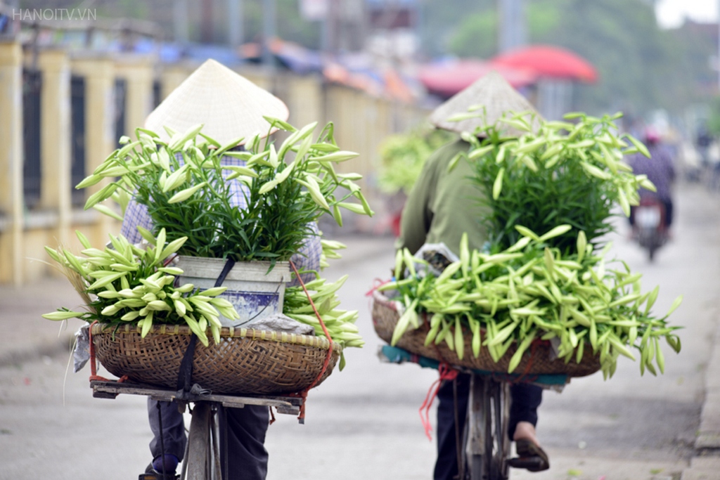 The prestine white of lily flowers_Hanoi Spring Photo_Source hanoitv.vn