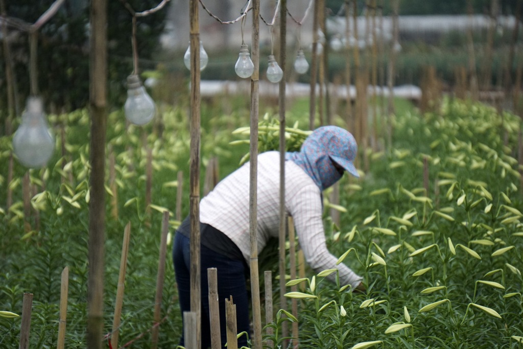 The process of growing lily flowers_Hanoi Spring Photo_Source dantri.com.vn