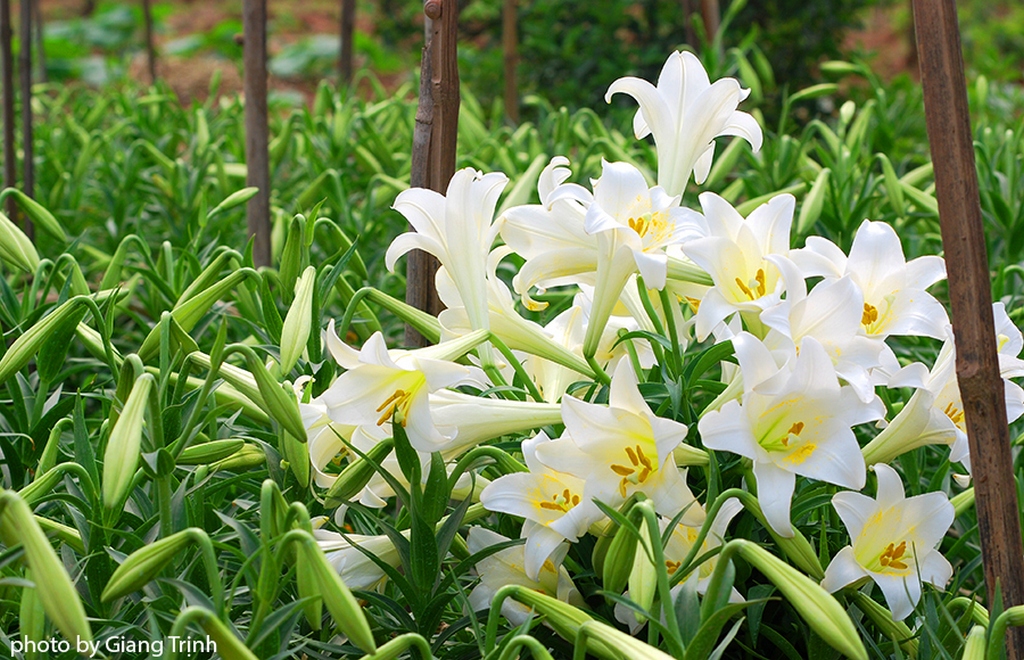 White lily flowers_Hanoi Spring Photo_Photo by Giang Trinh
