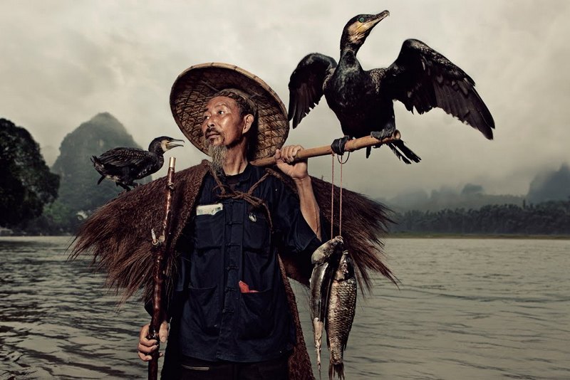fishing by cormorants in li jiang river china