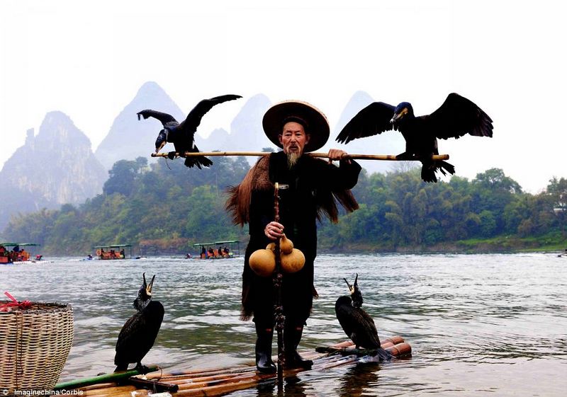 fishing by cormorants in li jiang river china