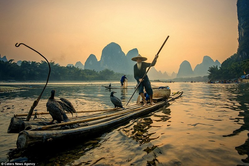fishing by cormorants in li jiang river china
