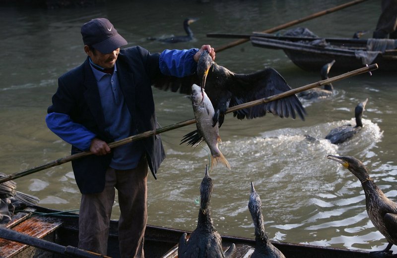 fishing by cormorants in li jiang river china