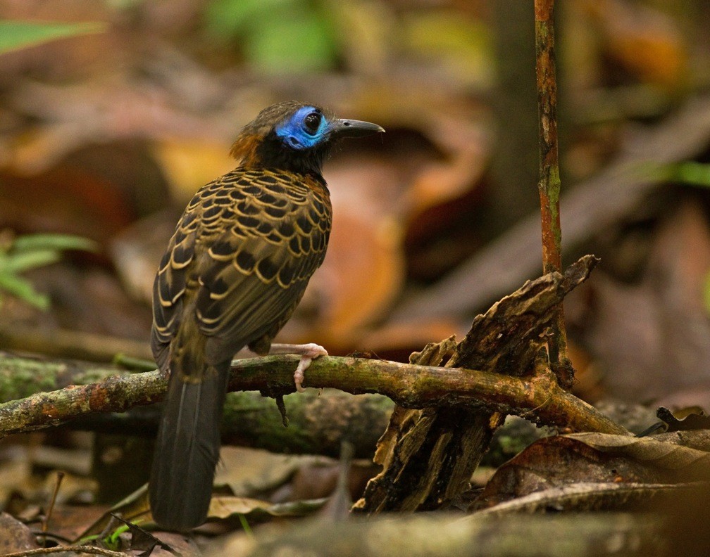 birds in panama travel things to do 30