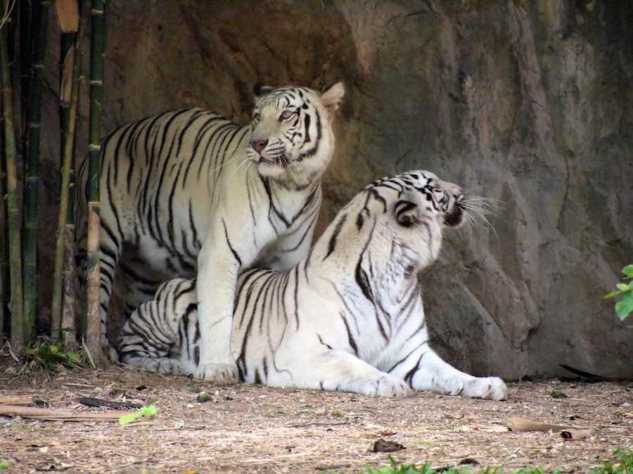 chiang mai zoo thailand things to do 30