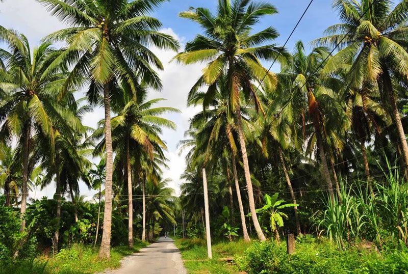 The land of coconut. Photo: mientay.cungbandulich.info