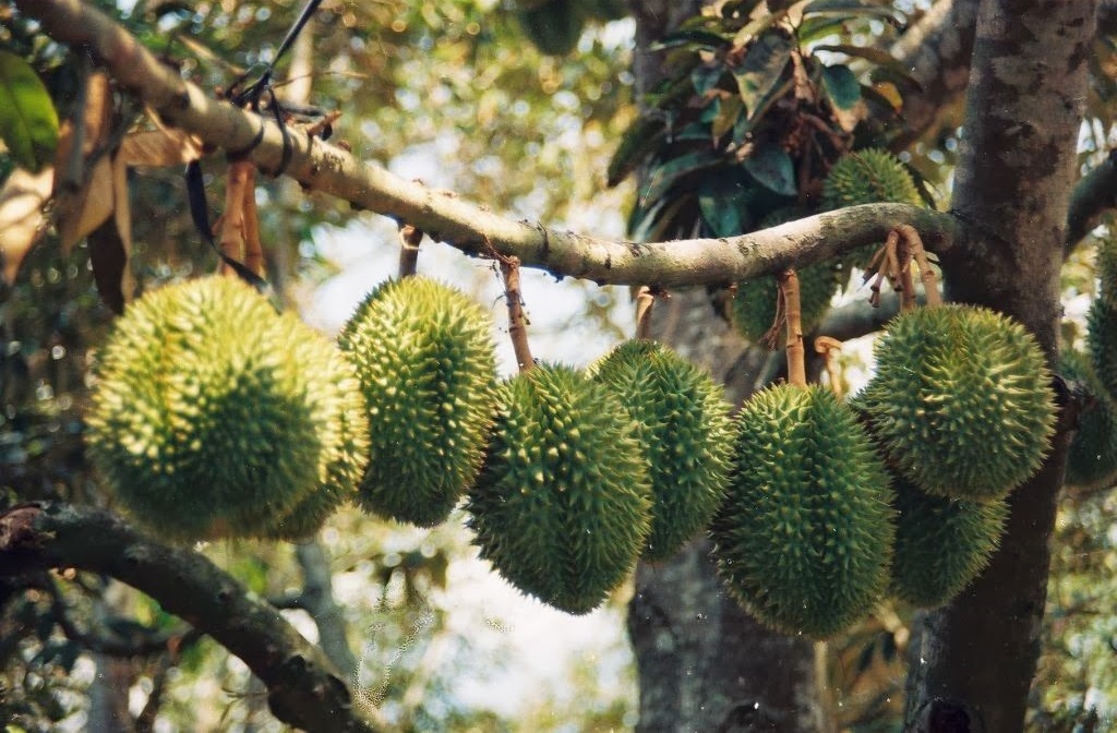 durian garden