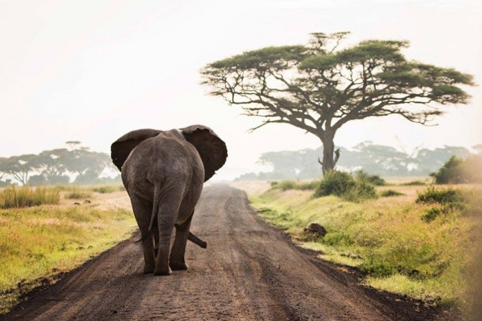 elephant-walking africageographic.com