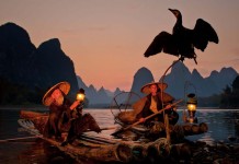 fishing by cormorants in li jiang river china