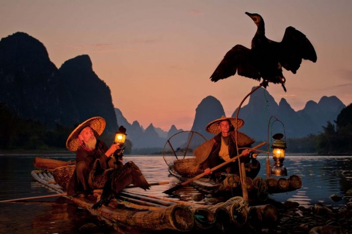 fishing by cormorants in li jiang river china