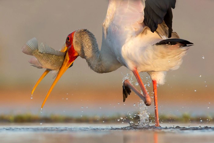 When it comes to wildlife photography, patience and careful planning are the keys, as is evident in this picture taken from a hide at Zimanga by Charlene Bacchioni. Image by africageographic.com