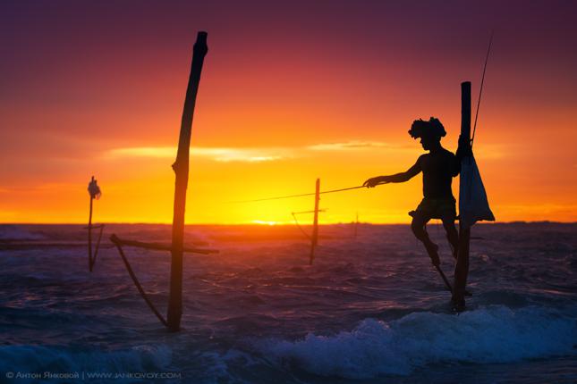fishing on stilts in sri lanka (1)