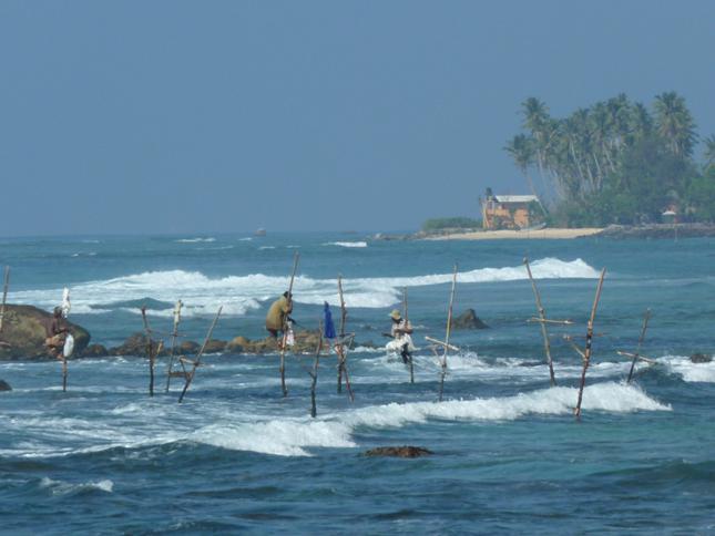 fishing on stilts in sri lanka