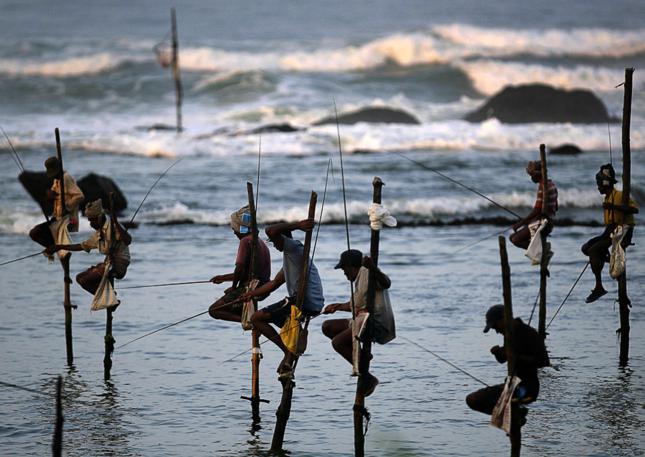 fishing on stilts in sri lanka