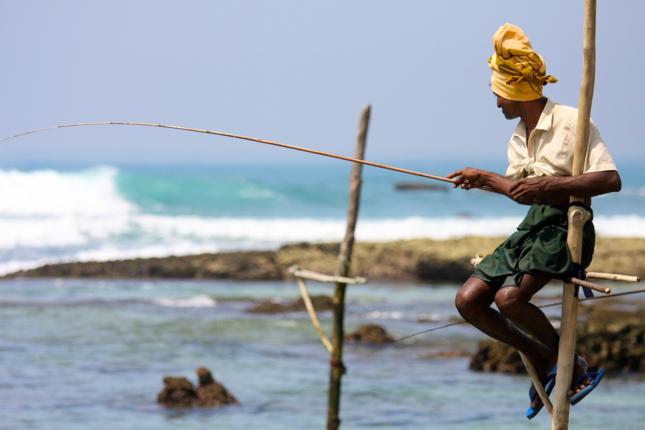 fishing on stilts in sri lanka
