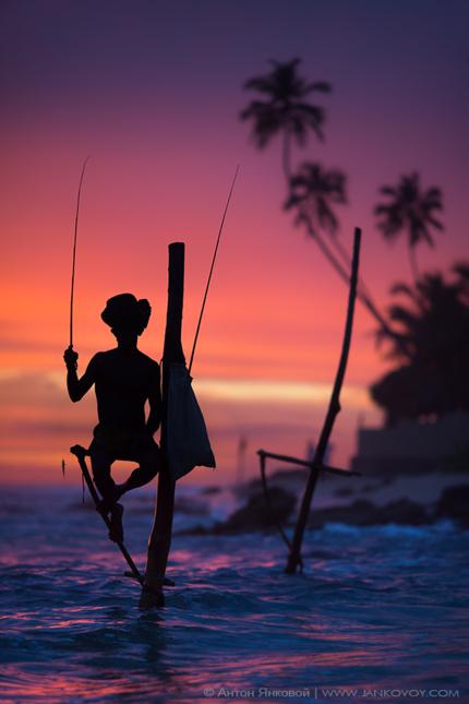 fishing on stilts in sri lanka