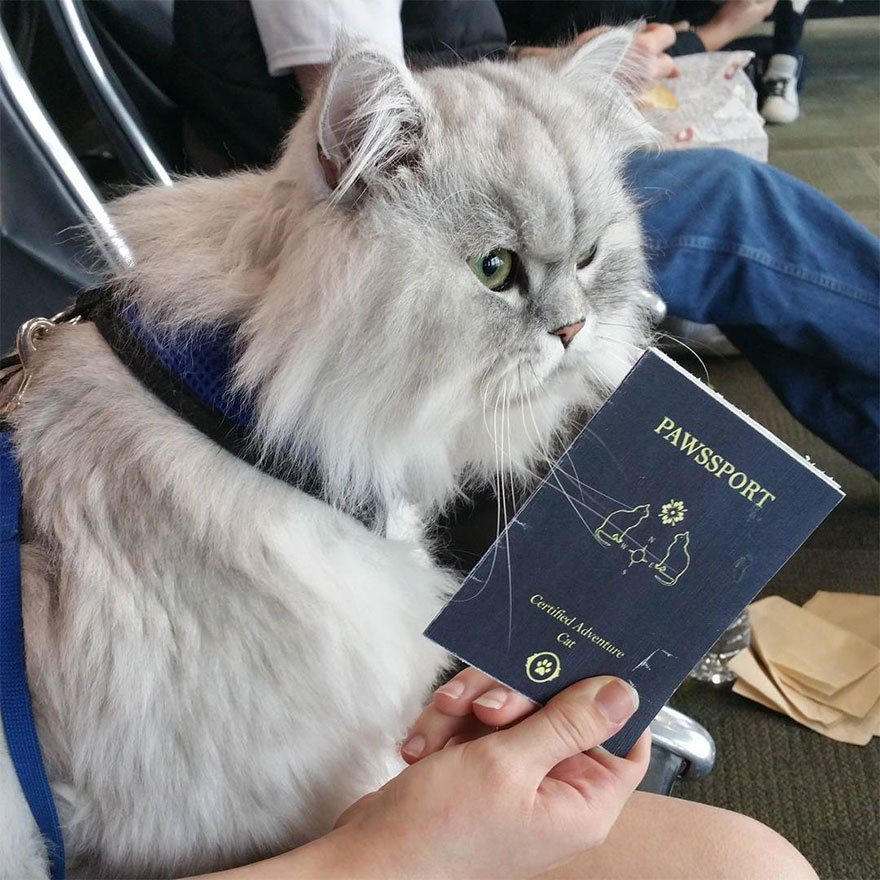 Gandalf has his own pawssport