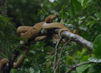 lha da Queimada Grande (Snake Island), Brazil
