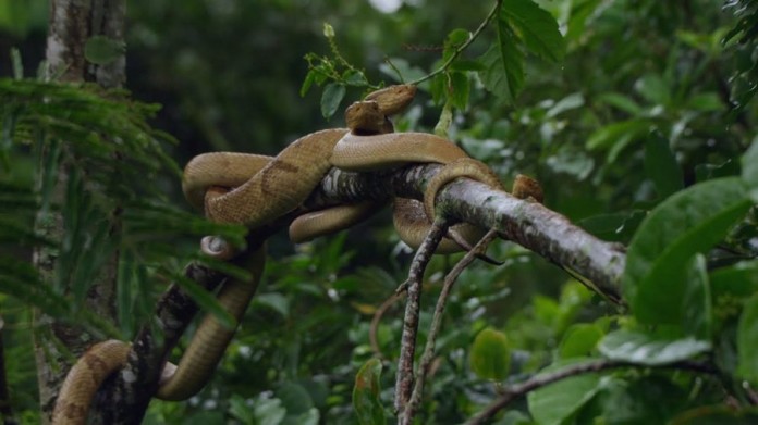lha da Queimada Grande (Snake Island), Brazil
