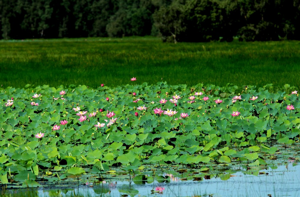 mekong delta 17