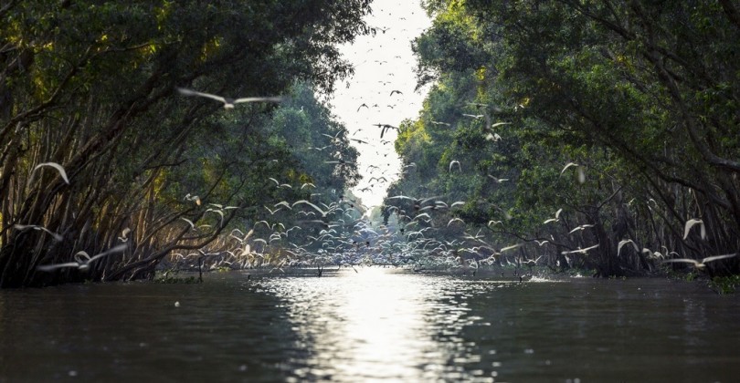 Tram Chim National Park in Dong Thap. Photo: lephucphotography