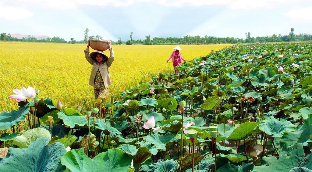 mekong delta 19