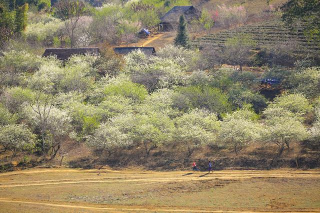 moc chau grassland in spring vietnam photos
