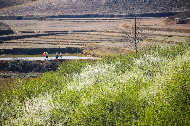 moc chau grassland in spring vietnam photos