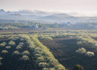 moc chau grassland in spring vietnam photos