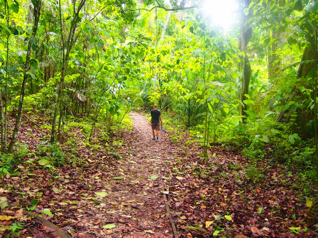 panama rainforest travel guides 12
