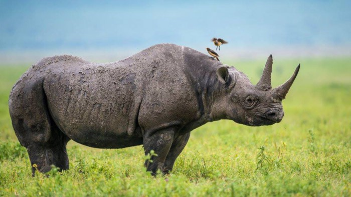 The right background can make all the difference. The blues and greens in this image by Yair Schwartz really make the rhino stand out. Image by africageographic.com