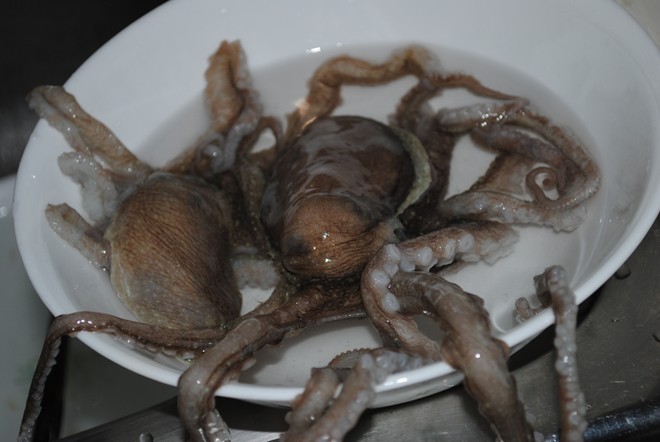 sannakji live octopus south korea travel guides