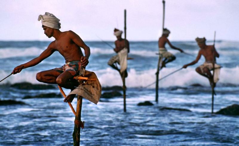 fishing on stilts in sri lanka