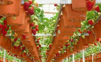 Travel to Dalat — Visit ripe strawberry gardens in Dalat