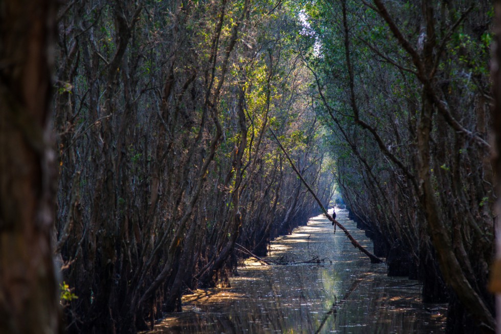 tra-su-cajuput forest an giang vietnam