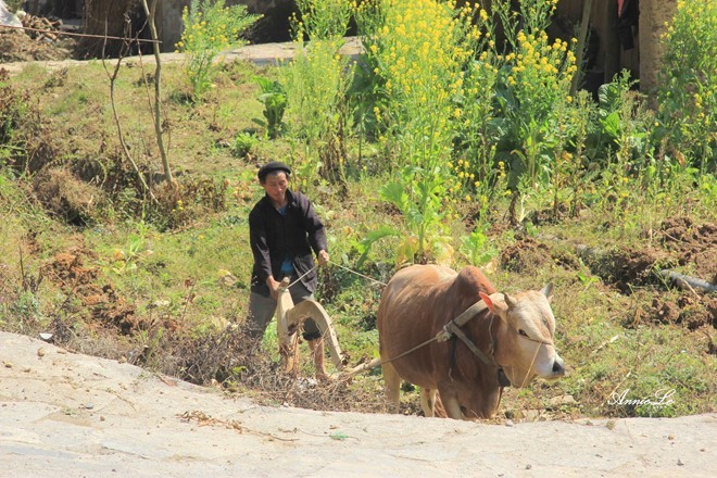 valleys Pho Bang Ha Giang Vietnam