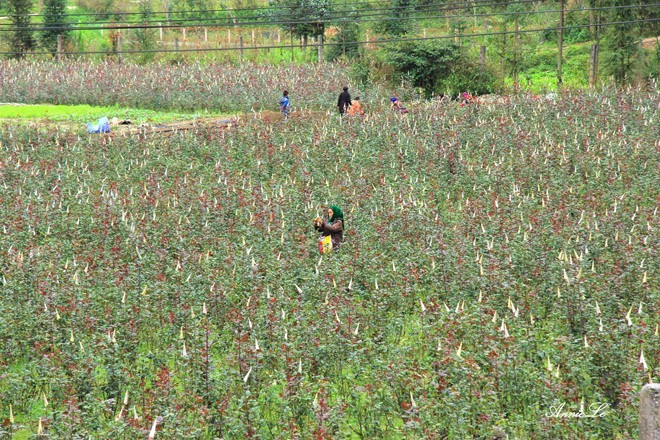 valleys Pho Bang Ha Giang Vietnam