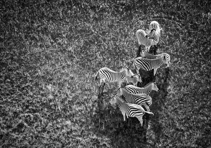 The key to great photography is knowing what you want and making plans to get the perfect shot like this aerial image of zebras in black and white by Andrea Galli. Image by africageographic.com
