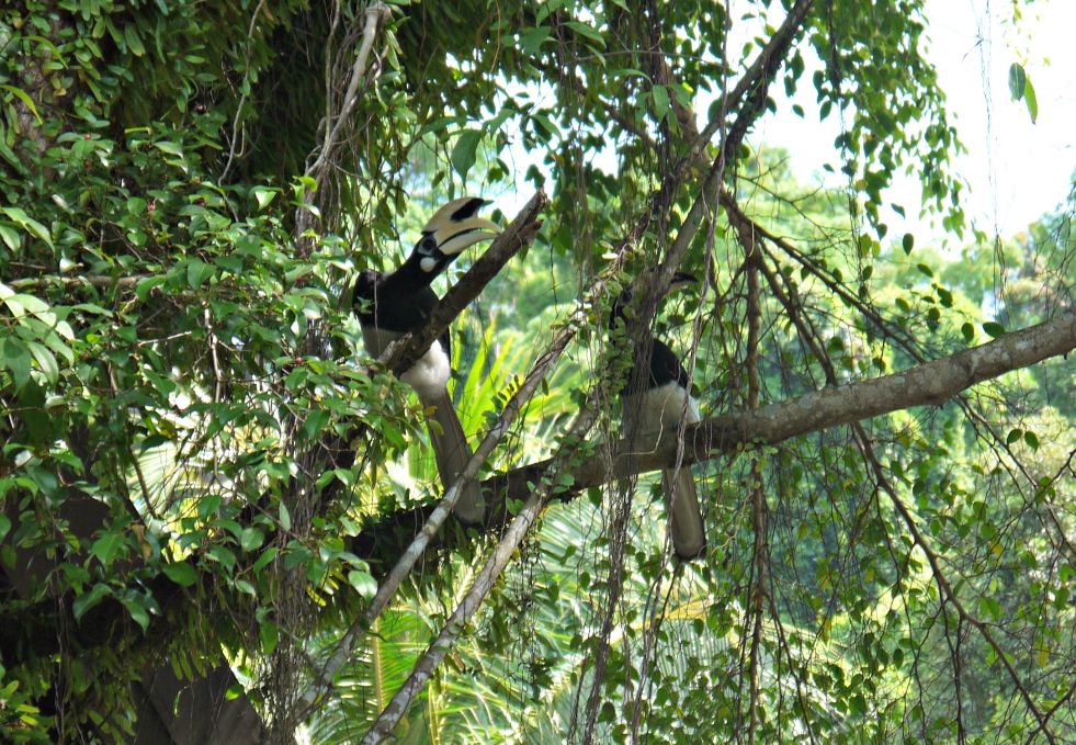 Hornbill pangkor