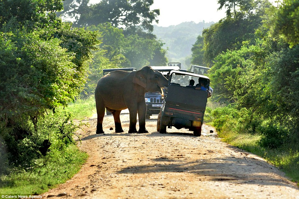 Yala_National_Park_where_these_pictures_were_taken_is_also_home