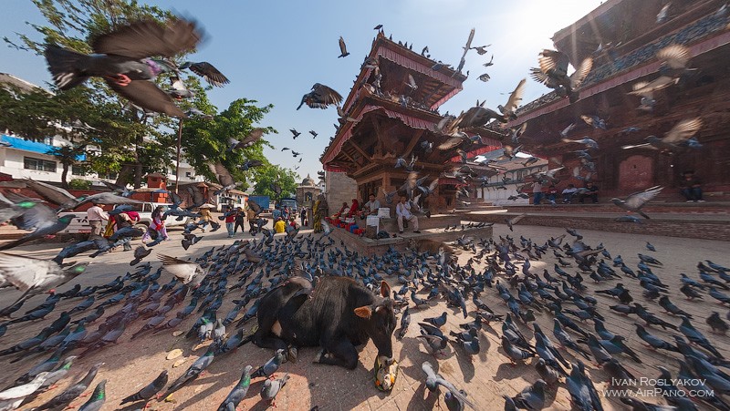 A cow in Durbar Square in Kathmandu, Nepal