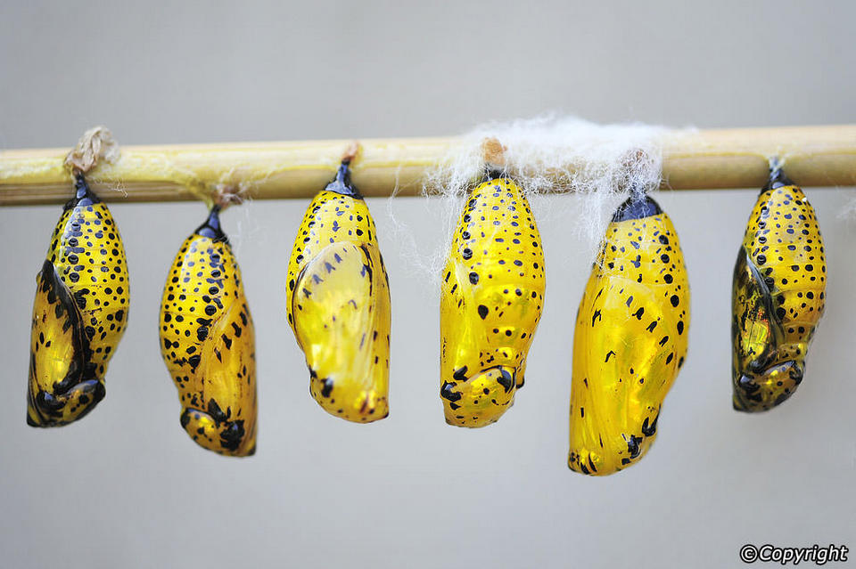 ButterflyParkInsectKingdom