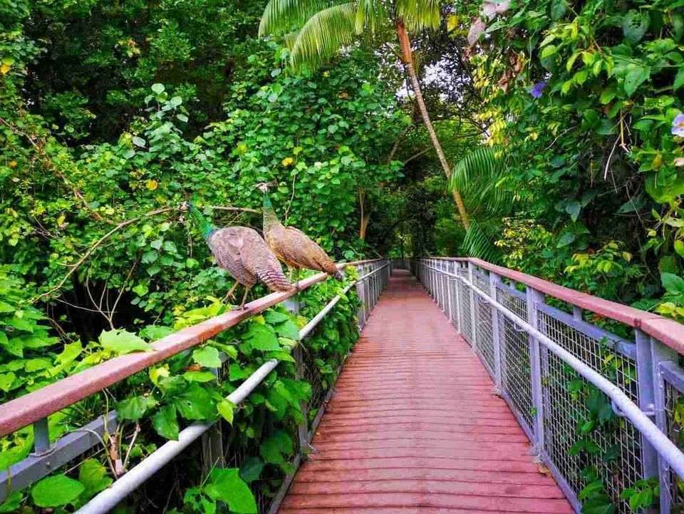 Sentosa Nature Discovery