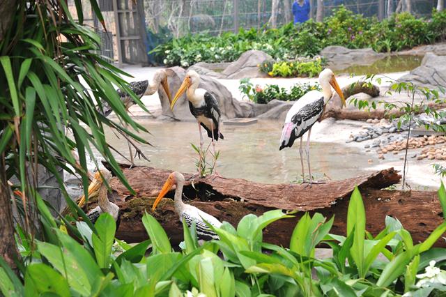 Vinpearl Phu Quoc safari 2