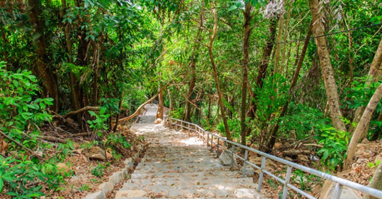 ong dung primary forest con dao island 0