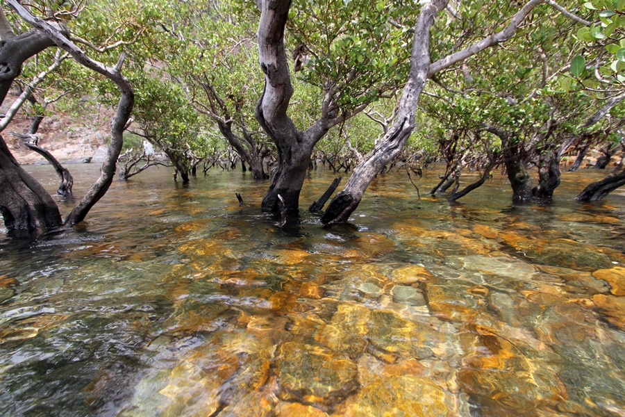 ong dung primary forest con dao island 15