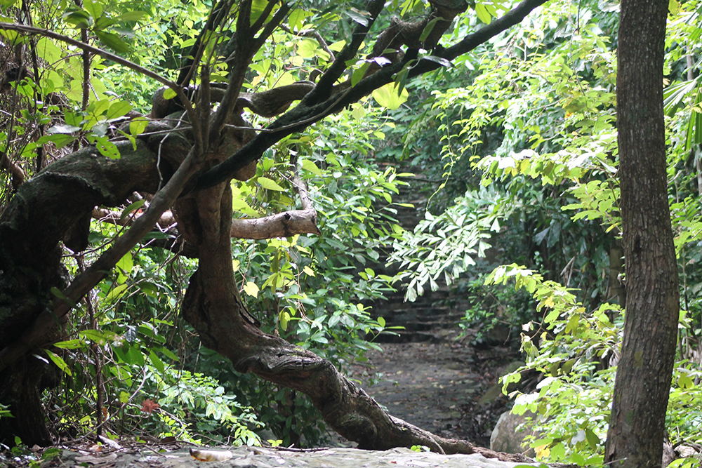 ong dung primary forest con dao island 16