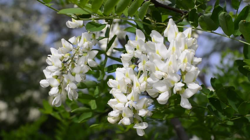 white acacia flowers santiago chile