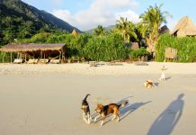 Exploring Jungle Beach Nha Trang — A secret heaven of Vietnam Things to do in Jungle Beach nha trang Vietnam